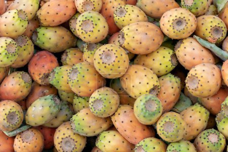 Indian fig opuntia. Opuntia ficus-indica is a species of cactus that has long been a domesticated crop plant important in agricultural economies throughout arid of the world. Background of ripe prickly ly pears.