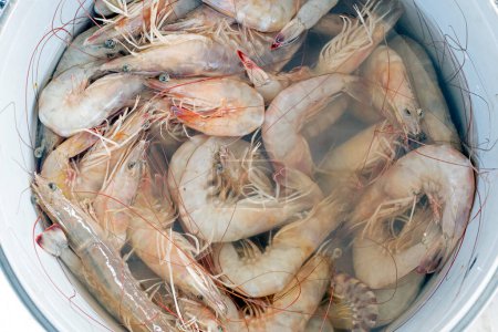 Photo for Large prawn or jumbo shrimp. In North America, the term is used less frequently, typically for freshwater shrimp. The terms shrimp and prawn themselves lack scientific standing. - Royalty Free Image
