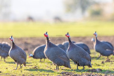 Photo for View of the guinea fowls (hen) or iran fowls. Domestic guineafowl, sometimes called pintades, pearl hen, or gleanies, are poultry originating from Africa. - Royalty Free Image