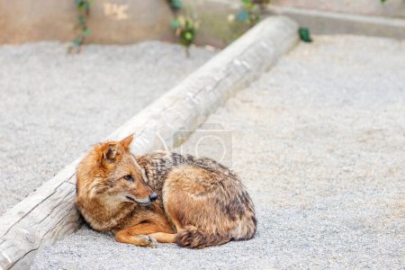 Photo for Black-backed jackal (beach jackal) on the beach. Jackals are opportunistic omnivores, predators of small to medium-sized animals and proficient scavengers. - Royalty Free Image