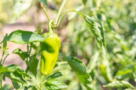 Photo for View of the cubanelle pepper or anaheim pepper in the branch and field. It is considered a sweet pepper, though it can have a touch of heat. It is a light green pepper used in general cooking. - Royalty Free Image
