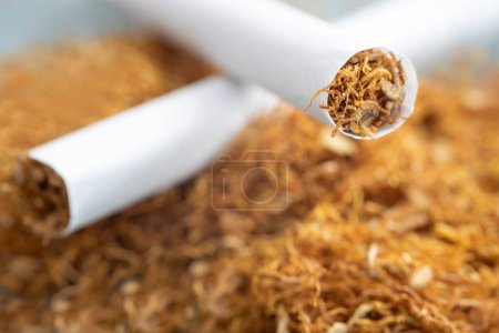 Photo for Cigarette with tobacco buds on white background - Royalty Free Image