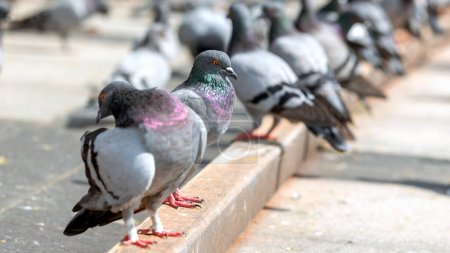 The pigeon (Columbidae) is standing on the floor in the street. In English, the smaller species tend to be called doves and the larger ones pigeons. Doves and pigeons build relatively flimsy nests. Pigeons on the street
