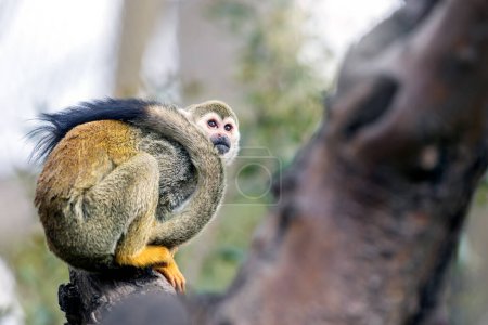 Photo for Common squirrel monkey on the tree. It is a traditional common name for several small squirrel monkey species native to the tropical areas of South America. It is found primarily in the Amazon Basin. - Royalty Free Image