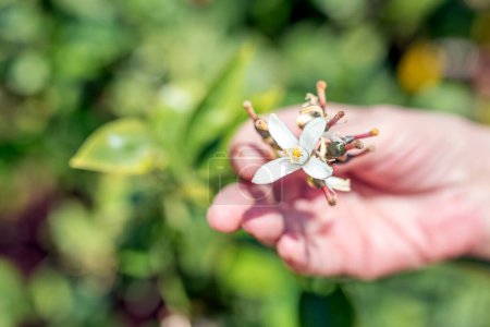 Photo for The woman is holding to the lemon blossom (flower) on the branch of the lemon tree. The lemon (Citrus limon) is a species of small evergreen tree in the flowering plant family Rutaceae. - Royalty Free Image