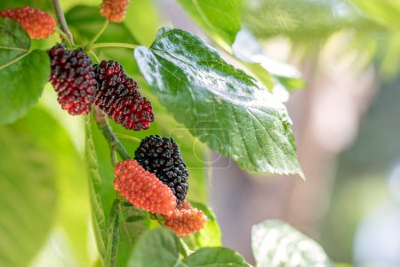 Photo for Mulberries on the branch. Morus, a genus of flowering plants in the family Moraceae, consists of diverse species of deciduous trees commonly known as mulberries, growing wild and under cultivation. - Royalty Free Image