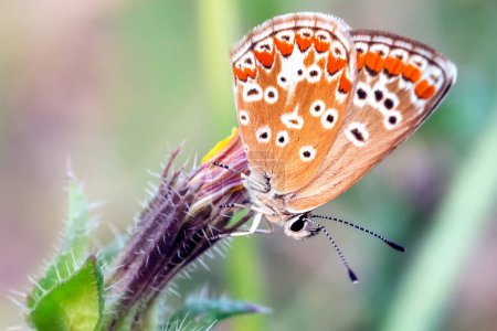 Photo for Blues, Coppers, Hairstreaks & Harvesters / Gossamer-Winged Butterflies. Explanation: This is a family type in terms of the number of families too crowded. Butterfly on a flower - Royalty Free Image