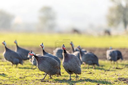 Téléchargez les photos : View of the guinea fowls (hen) or iran fowls. Domestic guineafowl, sometimes called pintades, pearl hen, or gleanies, are poultry originating from Africa. - en image libre de droit