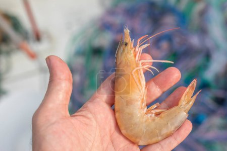 Photo for Close up view of the large prawn or jumbo shrimp. The term prawn is used particularly in the United Kingdom, Ireland and Commonwealth nations for large swimming crustaceans or shrimp. - Royalty Free Image