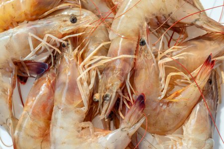 Téléchargez les photos : Vue rapprochée crevette et filet de pêche. Crevettes et crevettes sont un nom commun pour les petits crustacés aquatiques avec un exosquelette et dix pattes dont certaines peuvent être mangées. Ce sont des types importants de fruits de mer. - en image libre de droit