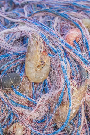 Photo for Close up view prawn and fishing net. Prawn and shrimp are a common name for small aquatic crustaceans with an exoskeleton and ten legs some of which can be eaten. They are important types of seafood. - Royalty Free Image