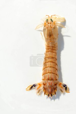 Photo for Male shrimp or prawn. Female shrimp signal readiness to mate much like other shrimp species, by releasing pheromones into the water for the males to follow. - Royalty Free Image