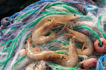 Photo for Many shrimps or prawns (dendrobranchiata) on the shrimp net. Dendrobranchiata is a suborder of decapod shrimps, commonly known as prawns. Shrimp are widespread and abundant. - Royalty Free Image