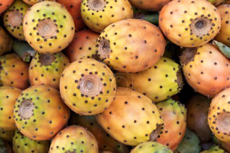 Téléchargez les photos : Contexte des fruits opuntia ficus-indica. Comme les fruits de l'Opuntia ficus-indica sont délicats, ils doivent être soigneusement récoltés à la main. Les petites épines sur les fruits sont enlevées en les frottant sur une surface abrasive. - en image libre de droit