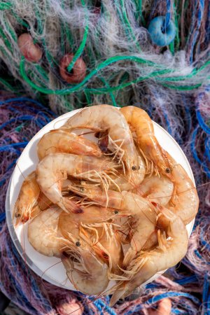 Photo for Shrimp or prawns on the fishing net from Mediterranean Sea. Shrimp are widespread and abundant. There are thousands of species adapted to a wide range of habitats. - Royalty Free Image
