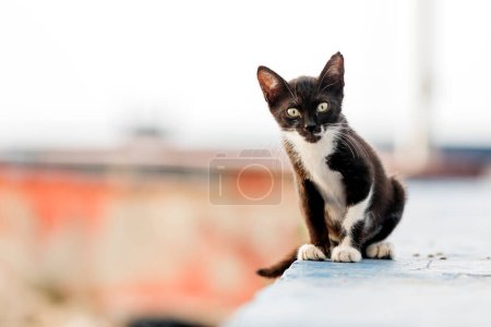 Photo for The black and white colored, cute, small feral (stray) cat looking at camera. Feral kittens can be trapped and socialized then adopted into a home. The age at which a kitten becomes difficult to socialize is not agreed upon. - Royalty Free Image