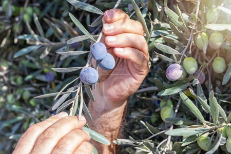 Photo for Farmer holding olive branch. The olive, botanical name Olea europaea, meaning European olive, is a species of small tree or shrub in the family Oleaceae, found traditionally in the Mediterranean Basin - Royalty Free Image
