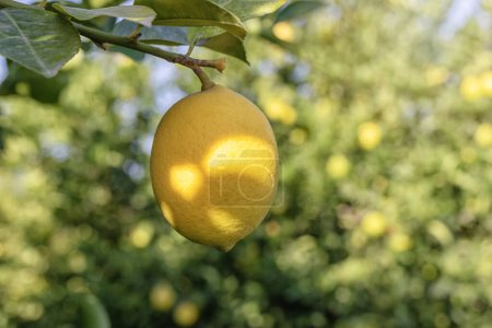 Photo for Yellow meyer lemon on branch. It is a hybrid citrus fruit native to China. It is not a lemon, but is instead a cross between a citron and a mandarin pomelo hybrid. - Royalty Free Image