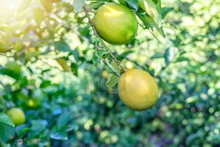 Photo for Yellow and green meyer lemons on branch. It is a hybrid citrus fruit native to China. It is not a lemon, but is instead a cross between a citron and a mandarin pomelo hybrid. - Royalty Free Image
