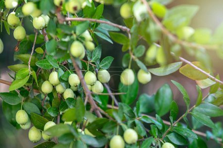 Photo for View of myrtus communises (Hambeles). Myrtus communis, the common myrtle or true myrtle, is a species of flowering plant in the myrtle family Myrtaceae. - Royalty Free Image