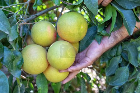 Foto de Vista del árbol de pomelo amarillo. Es un árbol cítrico subtropical conocido por su fruta relativamente grande, agria a semi-dulce, algo amarga. El pomelo es un híbrido de cítricos que se originó en Barbados. - Imagen libre de derechos