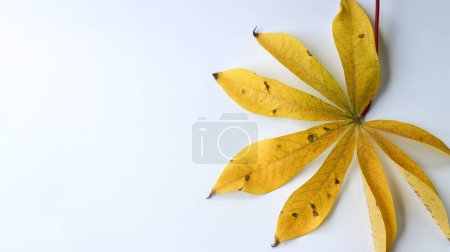 Téléchargez les photos : Feuilles de manioc séchées jaunes sur fond blanc. - en image libre de droit