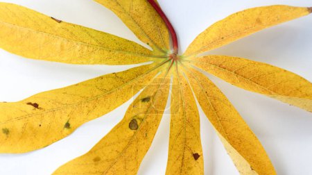 Téléchargez les photos : Solated yellow withered cassava leaves on a white background. - en image libre de droit