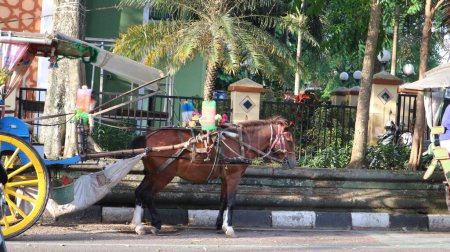 Téléchargez les photos : Salatiga, 18 septembre 2022 - Un chauffeur de Delman attend les passagers sur le bord d'une route de la ville. En Indonésie, le Delman est un véhicule de transport traditionnel à deux roues qui utilise la puissance du cheval. - en image libre de droit