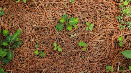 Foto de Textura de suelo seco de ibiza con fondo de hojas de pino seco en luz natural - Imagen libre de derechos