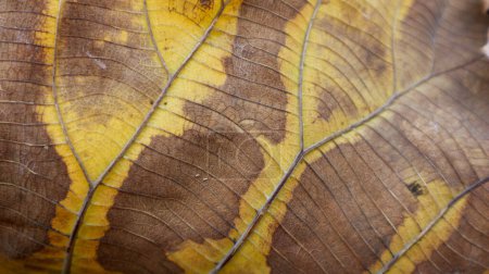 Photo for Background texture brown and yellow teak leaf fiber for creative banner design or greeting card - Royalty Free Image
