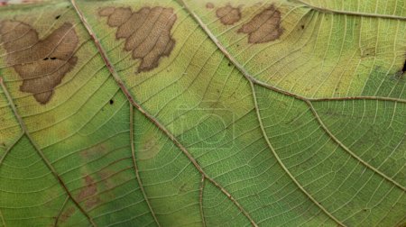 Photo for Background texture brown and green teak leaf fiber for creative banner design or greeting card - Royalty Free Image