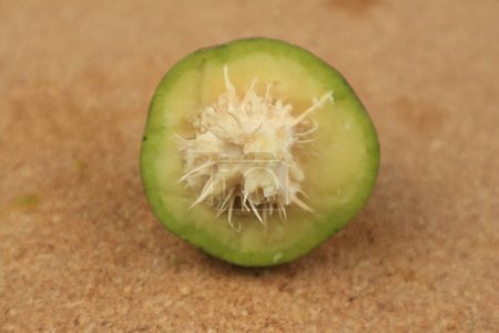 Kedondong or ambarella is a tropical tree,this fruit commonly used as salad fruit or rujak