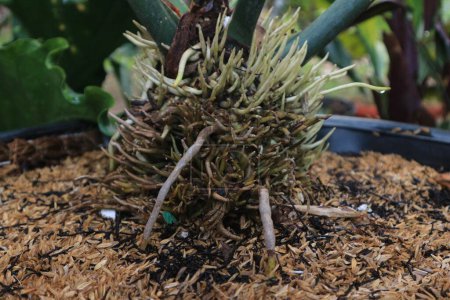 Anthurium plowmanii pflanzt Wurzeln, die in einem Topf wachsen. Hintergrund Natur