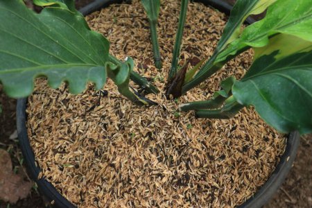 Draufsicht auf den Stamm einer Anthurium plowmanii Pflanze oder Gelombang cinta, die im Topf wächst. Hintergrund Natur