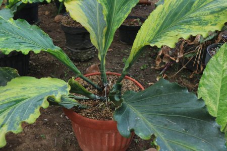 Draufsicht auf den Stamm einer Anthurium plowmanii Pflanze oder Gelombang cinta, die im Topf wächst. Hintergrund Natur