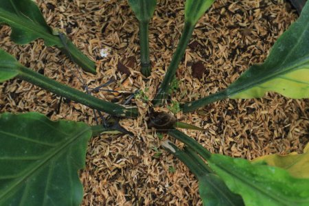 Vue de dessus de la tige de la plante anthurium plowmanii ou gelombang cinta croissant en pot. Contexte naturel