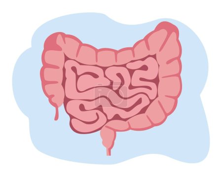Téléchargez les illustrations : Illustration vectorielle plate de l'intestin grêle et gros. Organe interne humain, tube digestif - en licence libre de droit