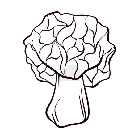 Illustration for False morel inedible mushroom sketch. Line art deadly poisonous fungus illustration. Vector illustration isolated on white background. Morchella Gyromitra esculenta. - Royalty Free Image