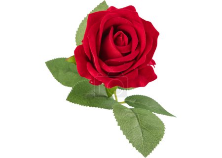 Téléchargez les photos : Rose rouge isolée sur fond blanc rose jaune rouge rose blanche - en image libre de droit