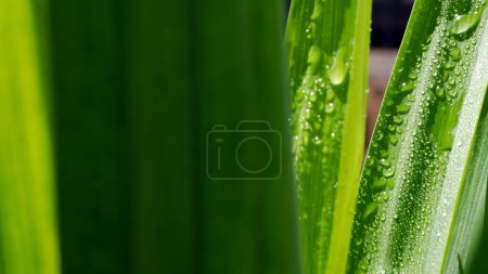 Téléchargez les photos : Belles feuilles de Pandan vert en gros plan - Photo de stock - en image libre de droit