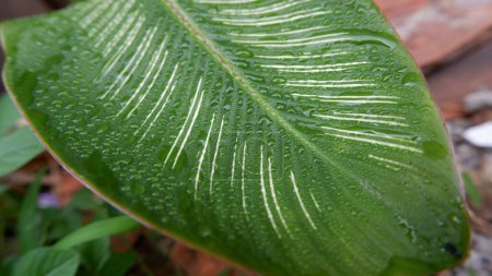 Téléchargez les photos : Les belles feuilles vertes de Calathea Gymnocarpa sont superbes sur cette photo en gros plan. pour arrière-plan. Photo de plantes vertes - Stock Photo - en image libre de droit