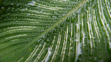 Téléchargez les photos : Les belles feuilles vertes de Calathea Gymnocarpa sont superbes sur une photo rapprochée. pour les milieux. Photo de plantes vertes - en image libre de droit