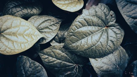 Téléchargez les photos : Gros plan des feuilles de Daun Sirih ou Betel rampant sur un mur coloré avec des feuilles vertes en forme d'amour, les feuilles de bétel sont des feuilles à base de plantes qui sont couramment utilisées pour la médecine traditionnelle en Indonésie. - en image libre de droit