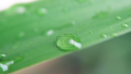 Close up of pandan plant leaves with raindrops in the morning, pandan plants are herbal plants that can be used as medicine and for food, blurry background.