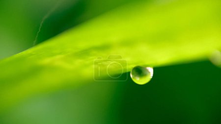 Close up of pandan plant leaves with raindrops in the morning, pandan plants are herbal plants that can be used as medicine and for food, blurry background.