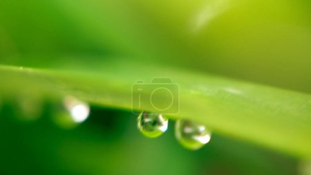 Primer plano de las hojas de las plantas pandan con gotas de lluvia en la mañana, las plantas pandan son plantas herbales que se pueden usar como medicina y como alimento, fondo borroso.