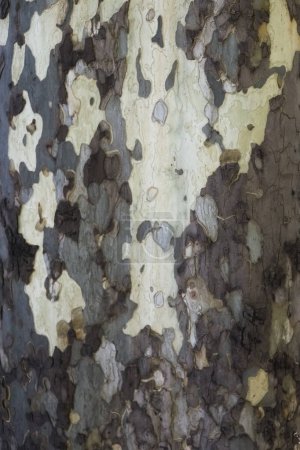 Foto de Vista de cerca de la corteza gris en el tronco de un árbol con diferentes patrones. - Imagen libre de derechos