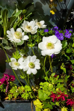 Téléchargez les photos : Vue verticale d'un groupe de fleurs blanches japonaises d'anémone plantées dans la ville au début du printemps. - en image libre de droit