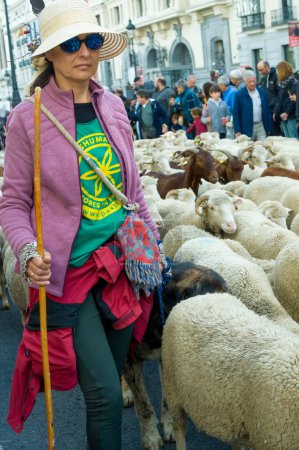 Photo for A shepherdess during the  30th edition of the sheep and goats transhumance festival (Fiesta de la Trashumancia) passed through the centre of Madrid on their way to the low pastures of the region for the winter months. Madrid Spain October 22nd 2023 - Royalty Free Image