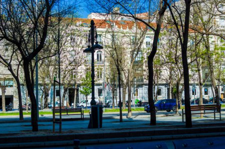Photo for A horizontal view of a section of the Paseo Castellana with silhouette trees in the foreground, including Kiri Paulownia trees able to absorb CO2, in the light and buildings in the background, Madrid Spain - Royalty Free Image